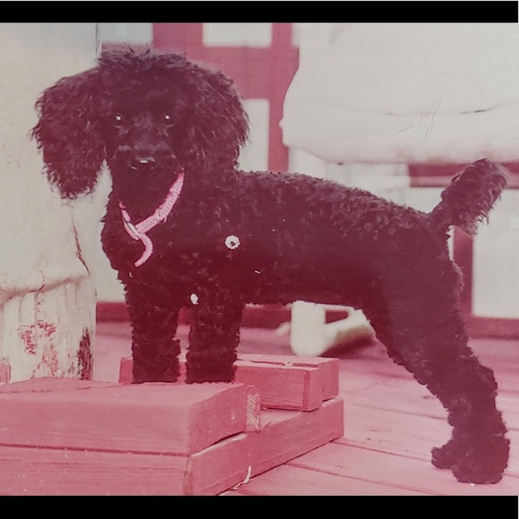 Meet your Posher, Debra - Picture 3 of 12